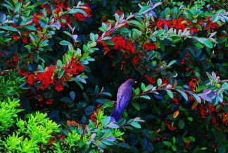 “BIRD IN THE BERRIES”