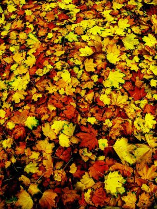 “AUTUMN’S CARPET”